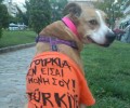 Ο Θεσσαλονικιός σκύλος αλληλέγγυος προς τους Τούρκους διαδηλωτές